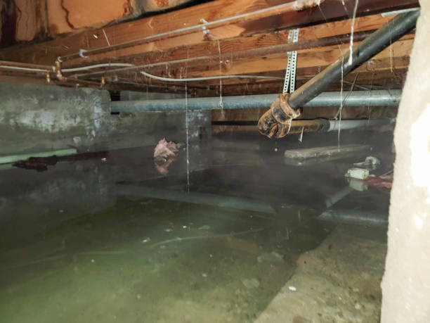 Best Flood damage cleanup  in Niagara University, NY